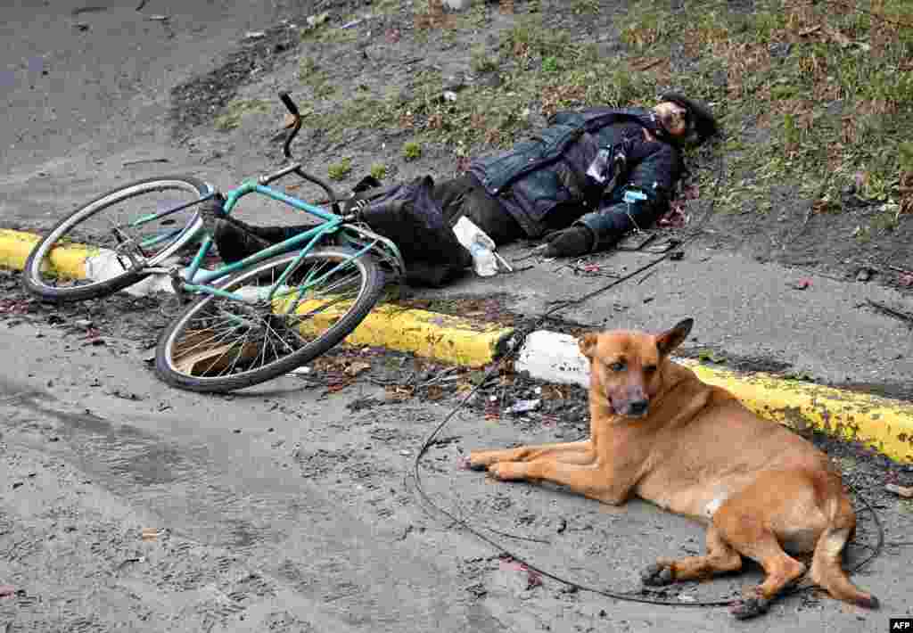 Perro junto a su dueño asesinado durante la retirada de las tropas rusas de Bucha.