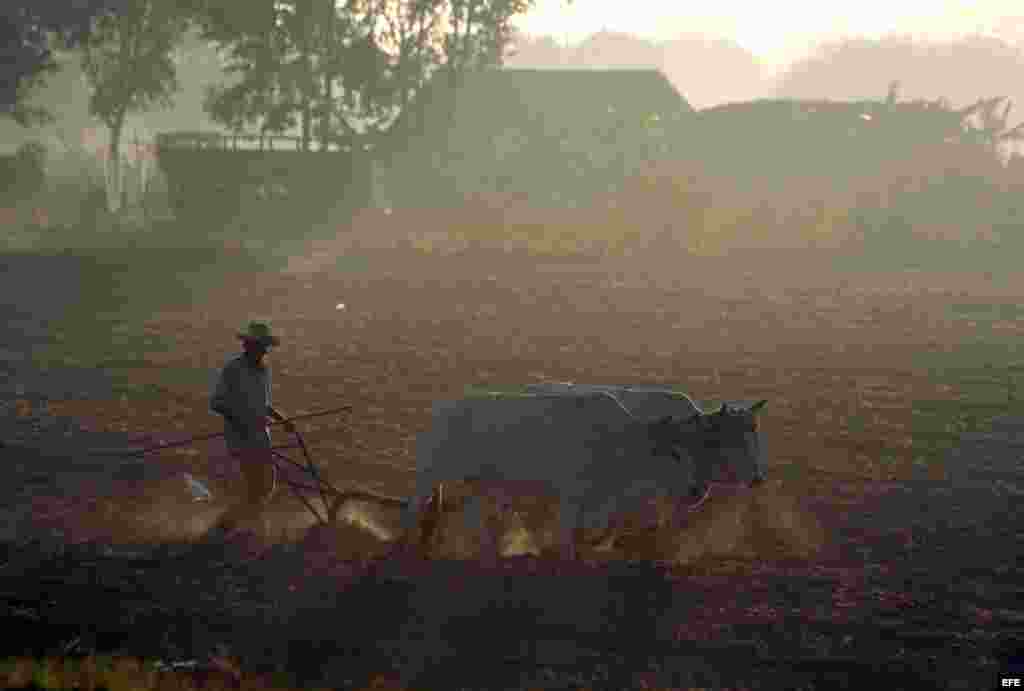 Según la ONE, se produjeron 16,900 toneladas menos de papa y yuca que en igual período del año anterior.