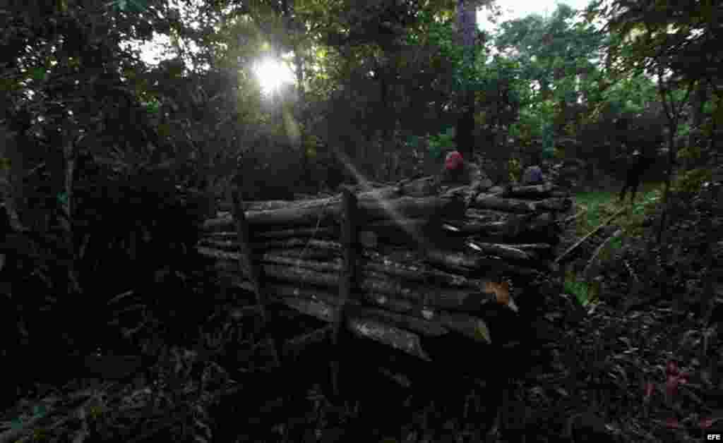 Dos campesinos sacan del monte madera recién cortada para hacer carbón.