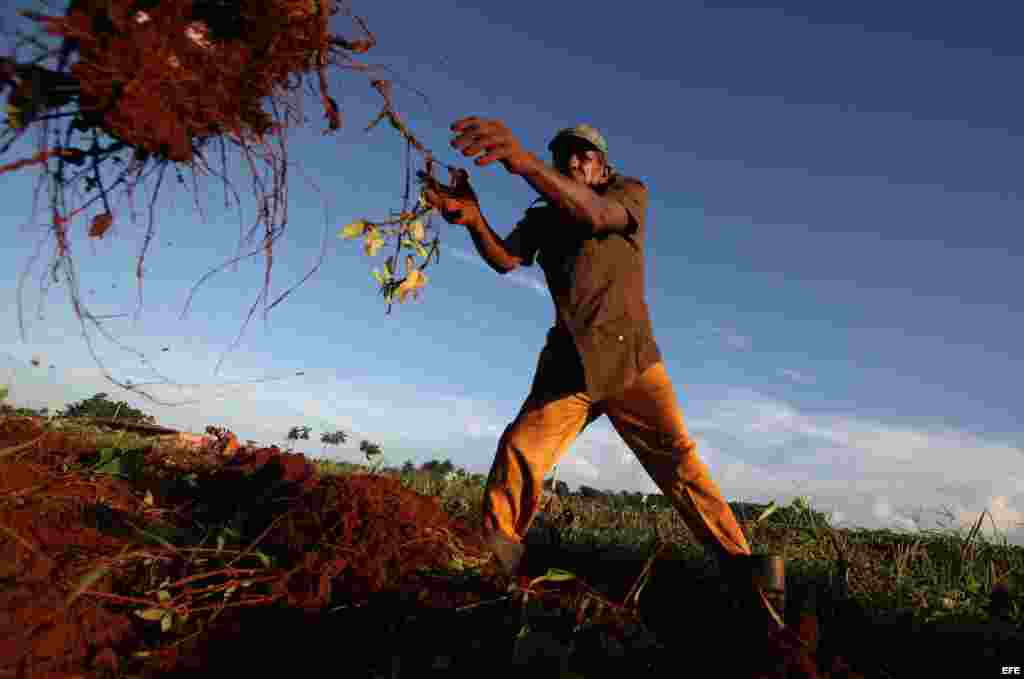 Los campesinos privados producen más leche, viandas y hortalizas, que el sector estatal y cooperativo juntos.